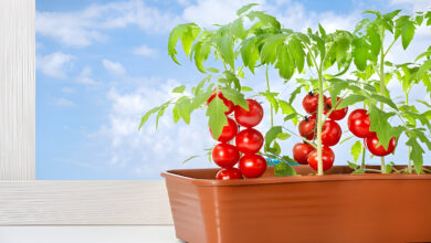 Very sweet tomatoes in pots