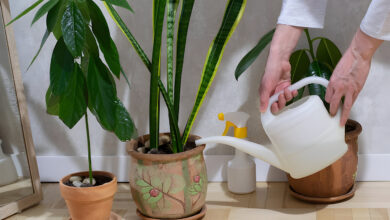 Watering bamboo plants in pots