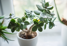Trailing Jade Plant Care: Essential Tips for Success