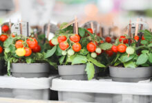 10 Tips for Successfully Growing Beefsteak Tomatoes in Containers