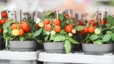 10 Tips for Successfully Growing Beefsteak Tomatoes in Containers