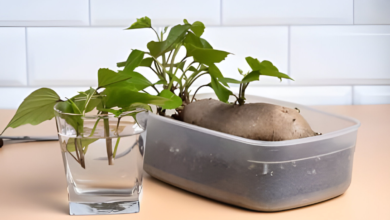 The Ultimate Guide to Growing Sweet Potatoes in Pots