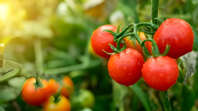The Ultimate Guide to Growing Tomatoes Outside in Pots