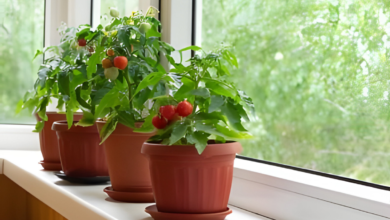 Tips for Growing Beefsteak Tomatoes in Pots