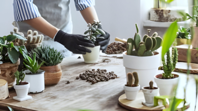 Top Tips for Successfully Planting Succulents in Containers Without Drainage