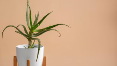 5 Essential Tips for Dragon Plant Care