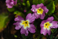 5 Tips for Growing Beautiful African Violets