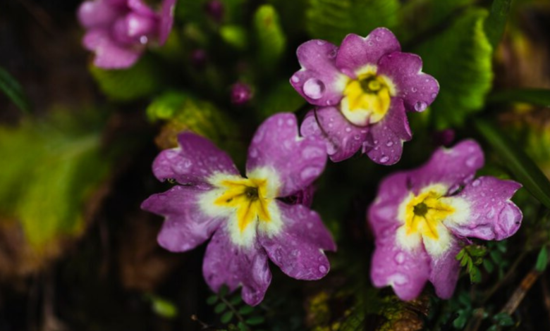 5 Tips for Growing Beautiful African Violets