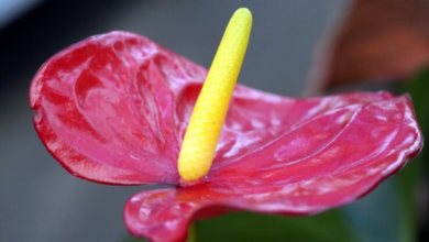 Tips for Taking Care of Your Anthurium Plant