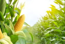 Top Tips for Healthy Corn Plant Care