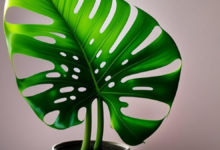 Top Tips for Keeping Your Dieffenbachia Plant Healthy